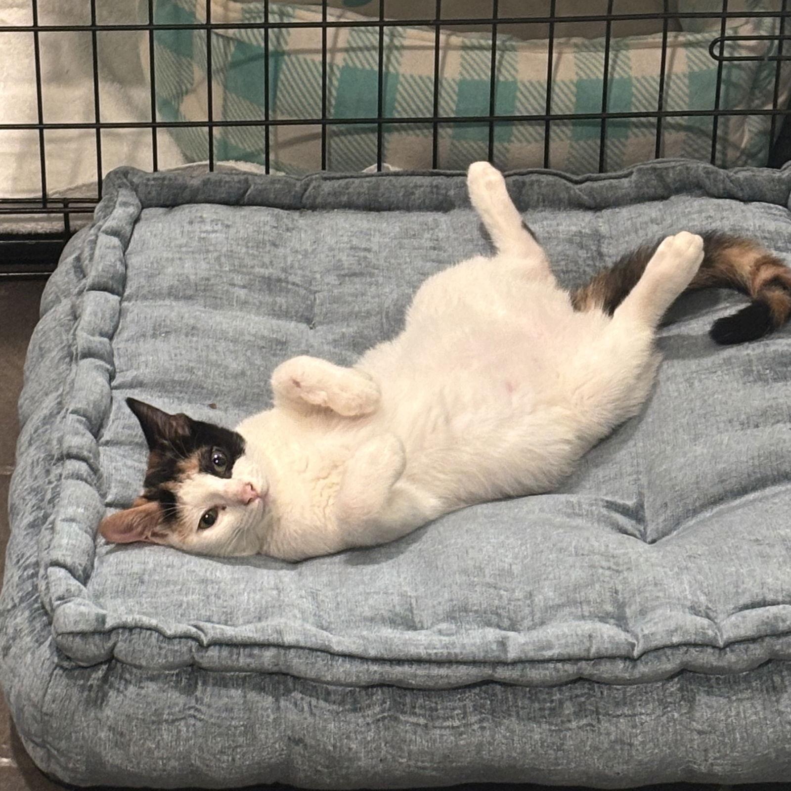 Enlarge Sofi, a Adoptable mixed breed in Garland, TX image 2/3