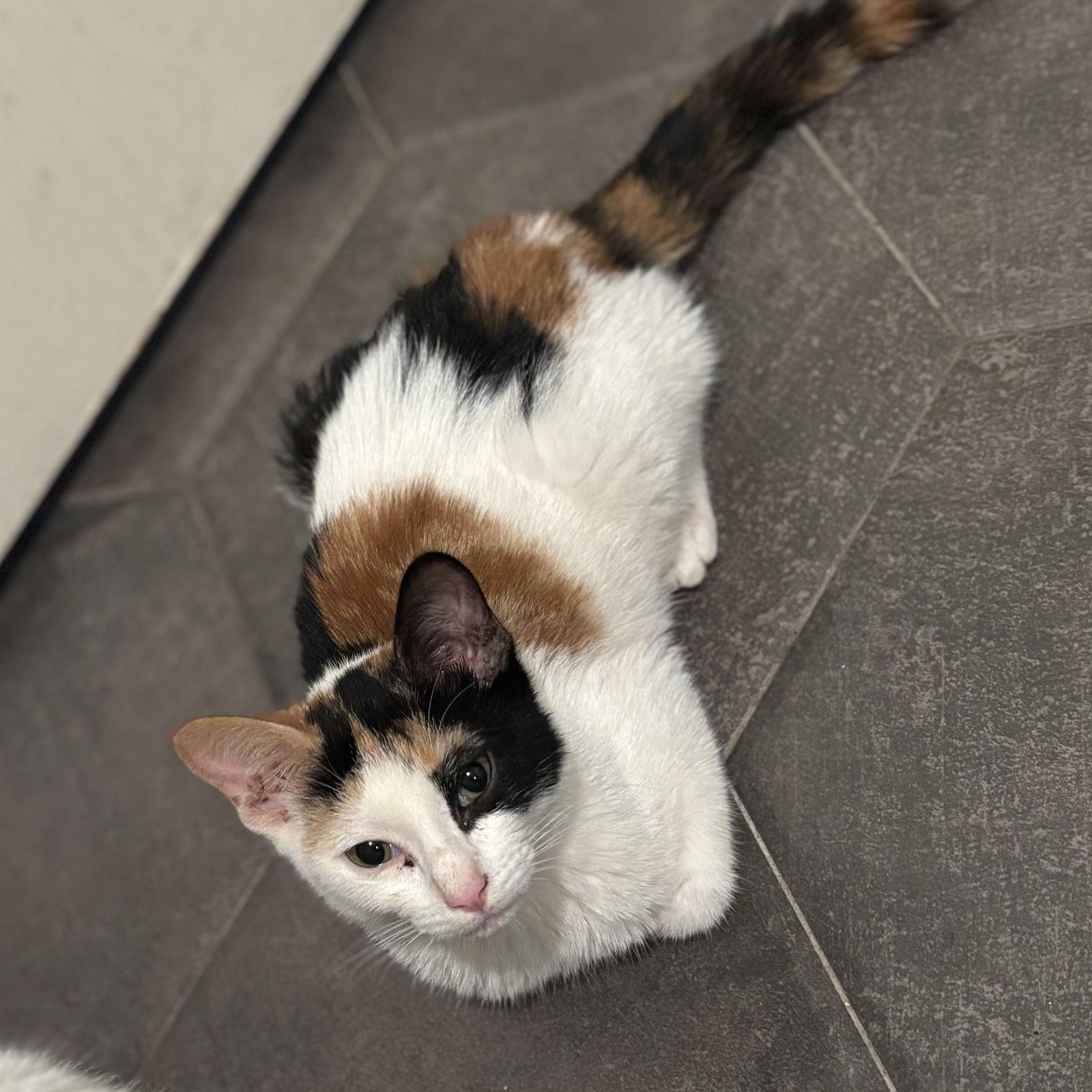 Enlarge Sofi, a Adoptable mixed breed in Garland, TX image 3/3