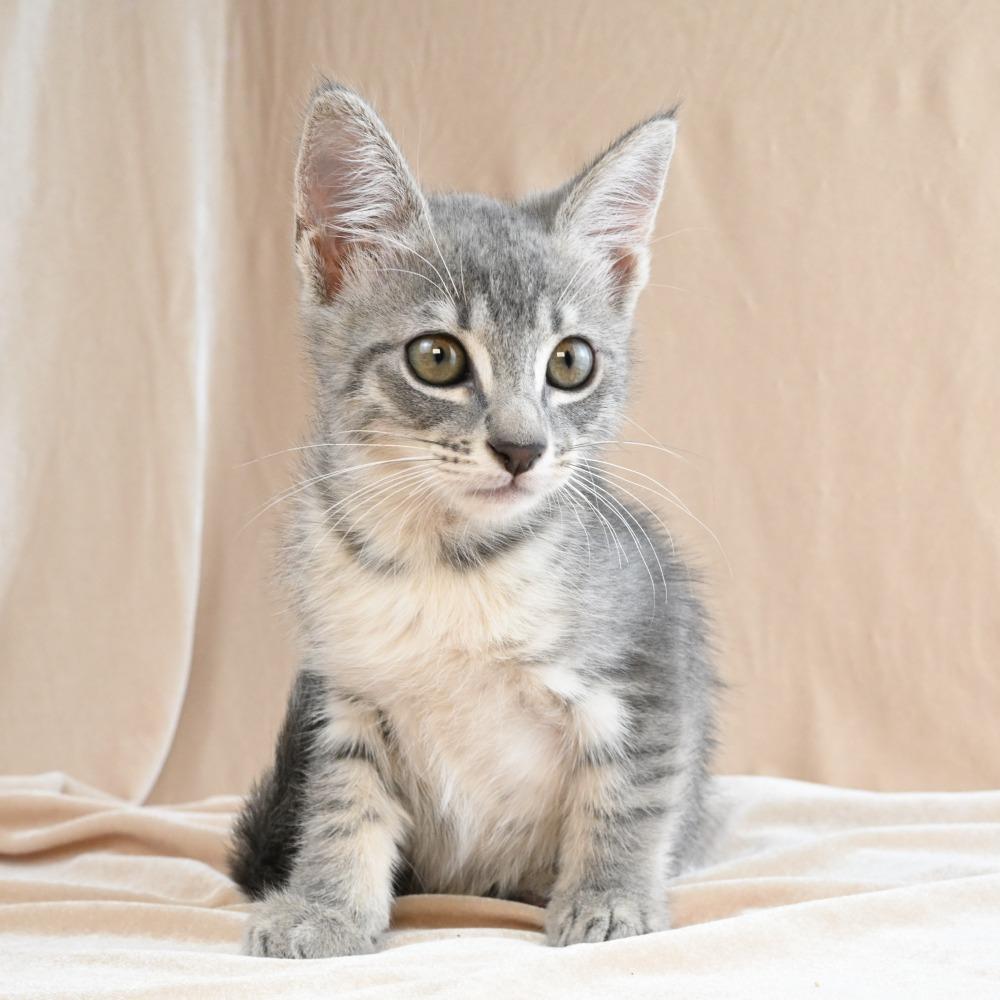 Bunny, a Adoptable Domestic Short Hair in Mobile, AL image 1/6
