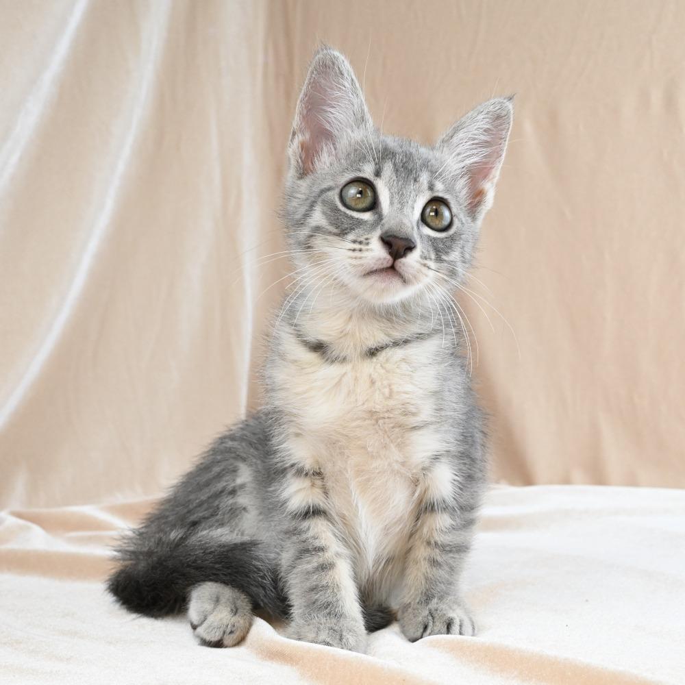 Bunny, a Adoptable Domestic Short Hair in Mobile, AL image 2/6