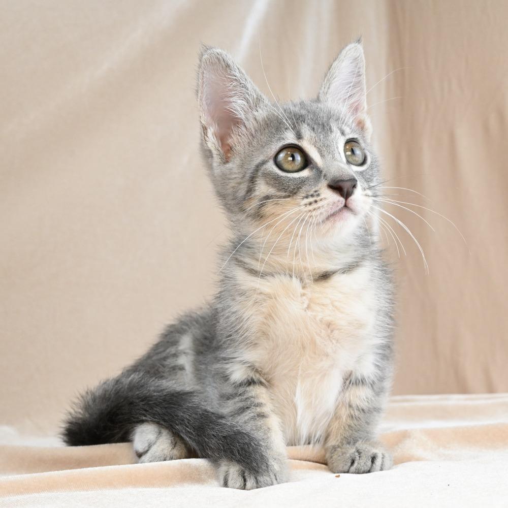 Bunny, a Adoptable Domestic Short Hair in Mobile, AL image 3/6