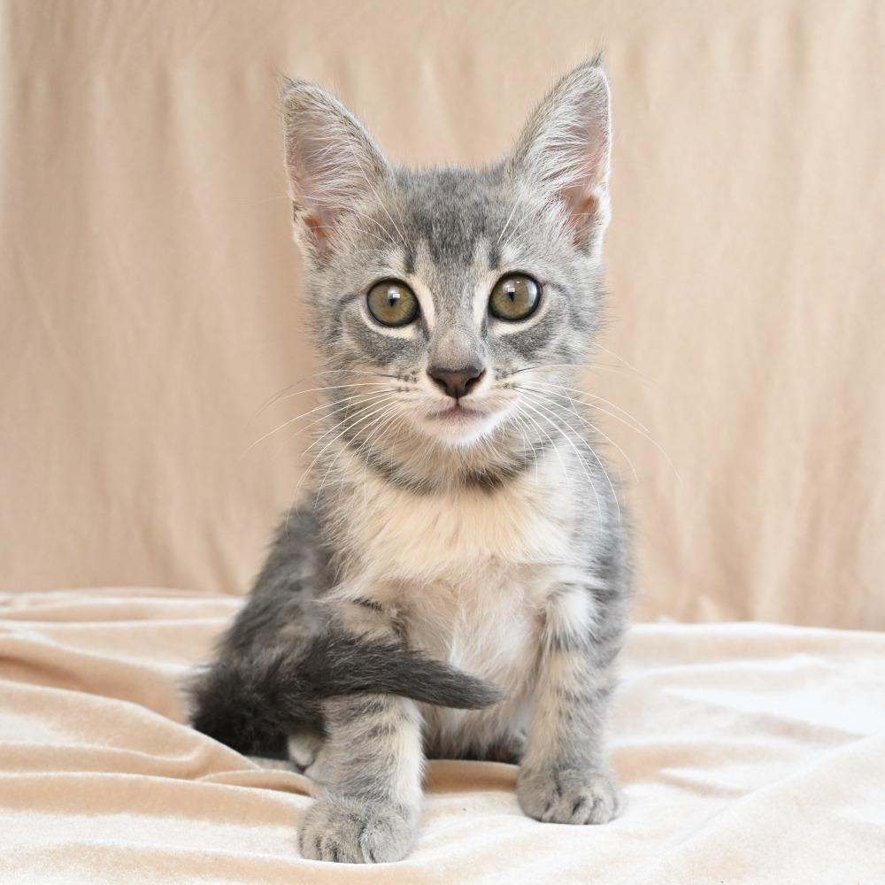 Bunny, a Adoptable Domestic Short Hair in Mobile, AL image 4/6