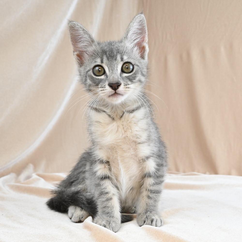 Bunny, a Adoptable Domestic Short Hair in Mobile, AL image 5/6