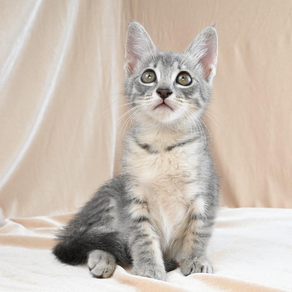 Bunny, a Adoptable Domestic Short Hair in Mobile, AL image 6/6