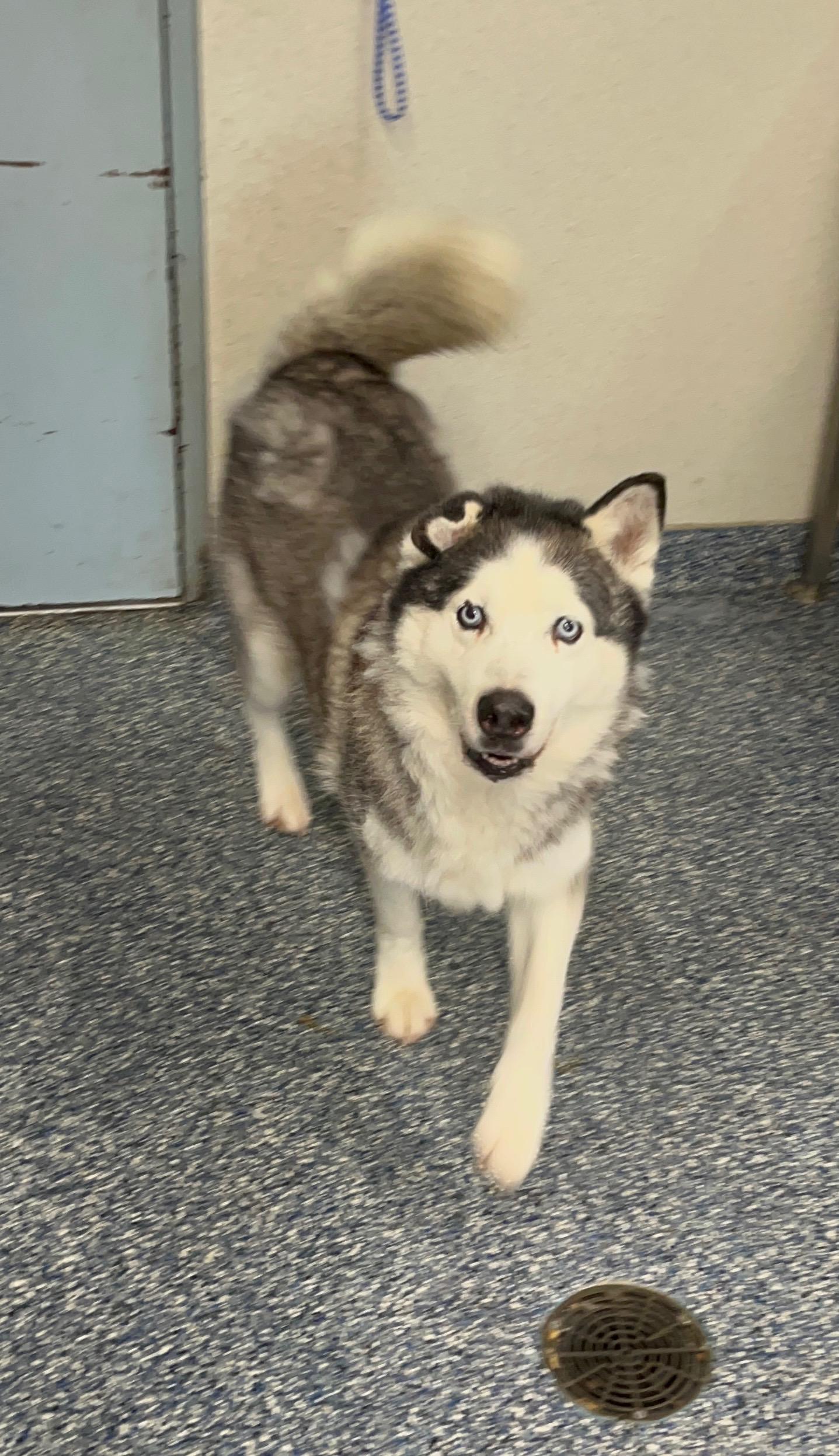 Enlarge Ally J, a Adoptable Husky in Dallas, TX image 2/2