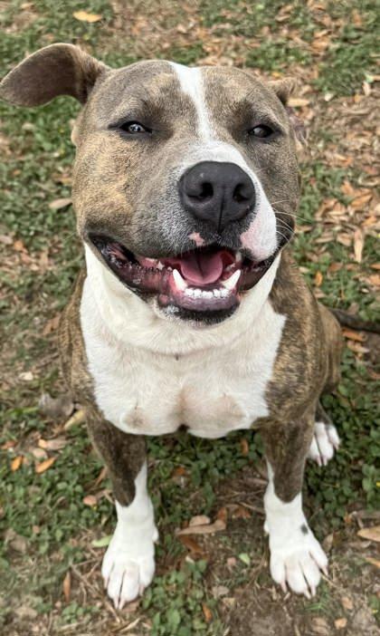 Enlarge Seth, a ADOPTABLE mixed breed in Inverness, FL image 1/2