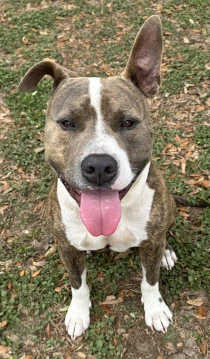 Enlarge Seth, a ADOPTABLE mixed breed in Inverness, FL image 2/2