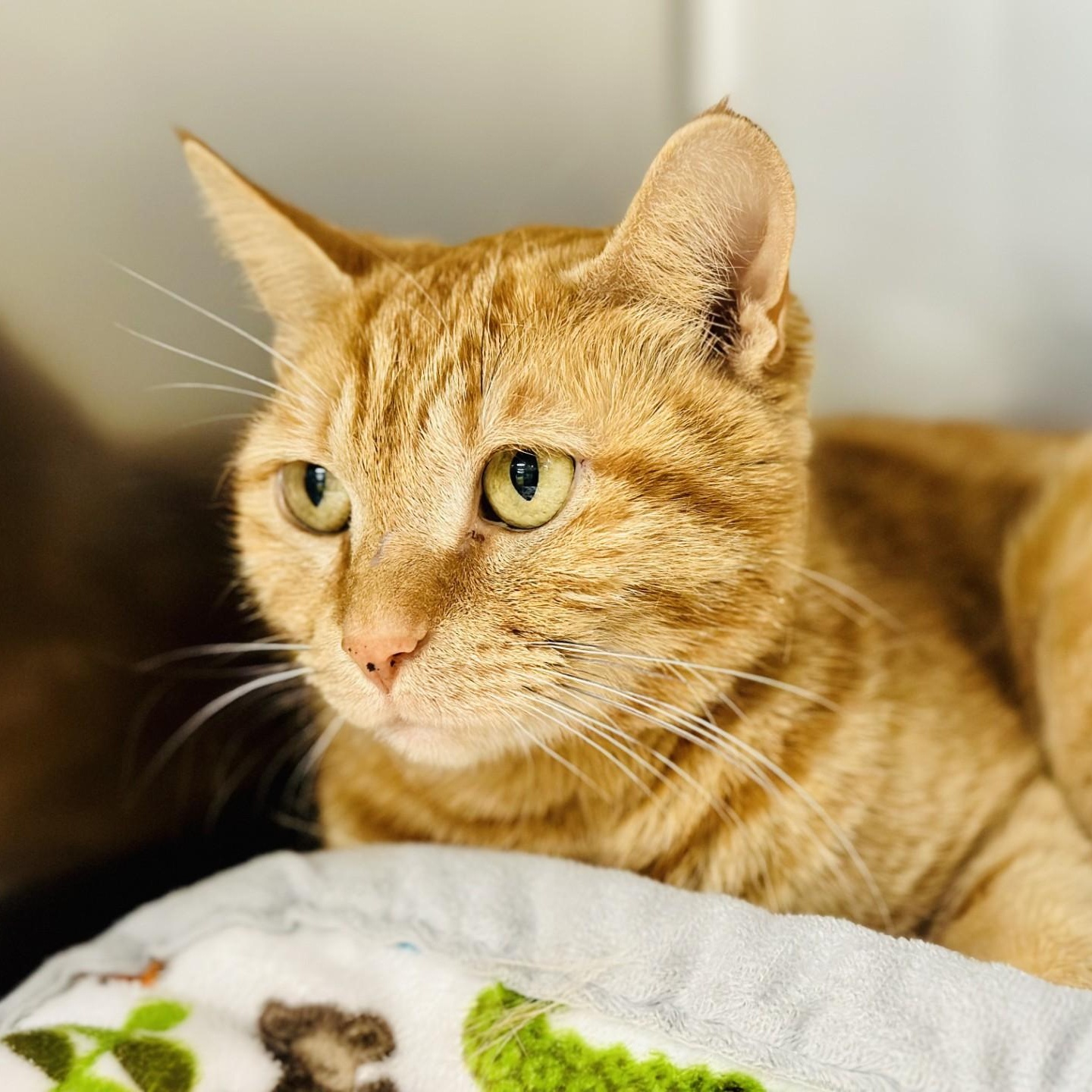 Marigold , a ADOPTABLE Domestic Short Hair in Jackson, NJ image 2/3