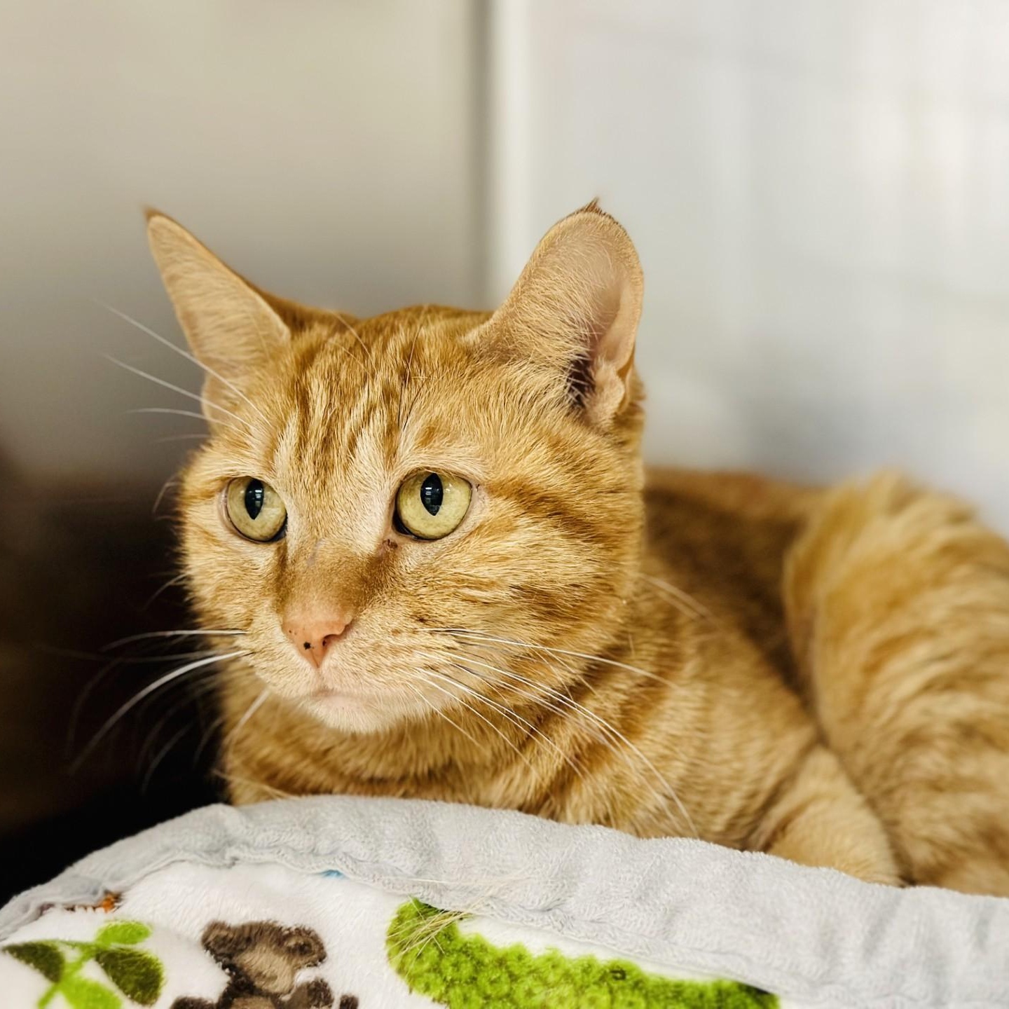 Marigold , a ADOPTABLE Domestic Short Hair in Jackson, NJ image 1/3