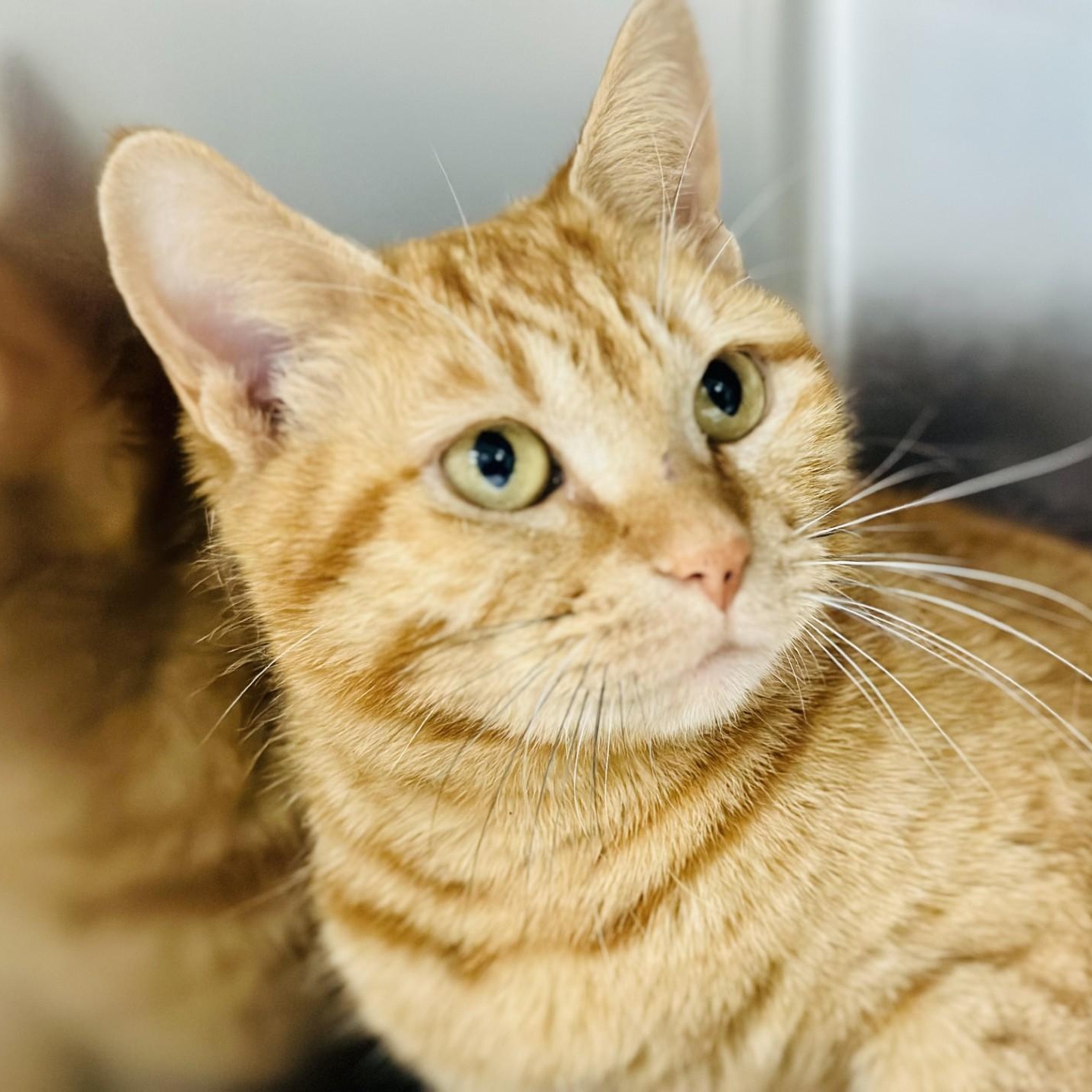 Marigold , a ADOPTABLE Domestic Short Hair in Jackson, NJ image 3/3