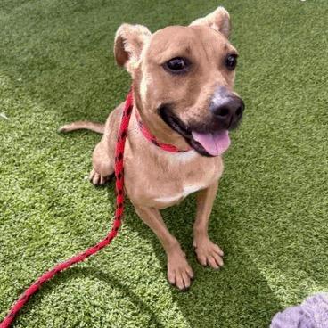 60 (2026) Skye, Adoptable, Adult Female Shepherd & Mixed Breed.