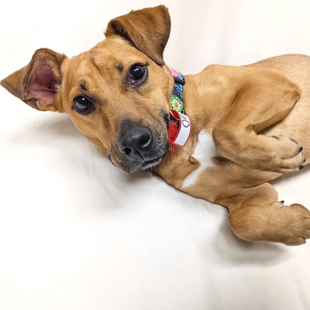 Enlarge 60 (2026) Skye, a Adoptable mixed breed in Parker, CO image 2/3