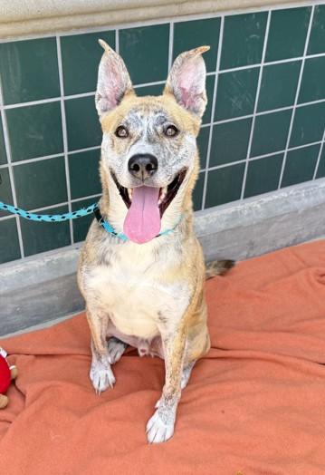 Enlarge RILEY, a Adoptable mixed breed in Rancho Cucamonga, CA image 1/3