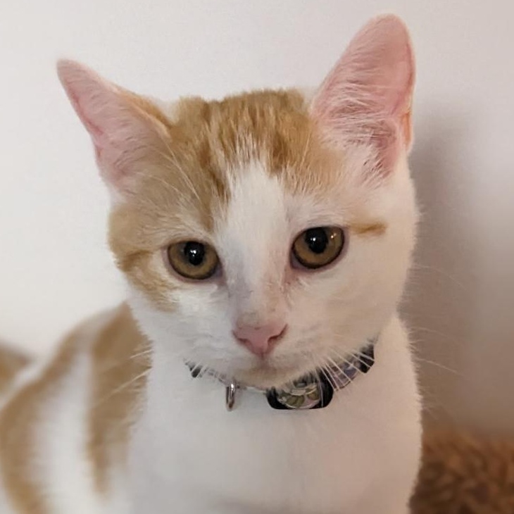 Ginny Weasley, Adoptable, Kitten Female Tabby.