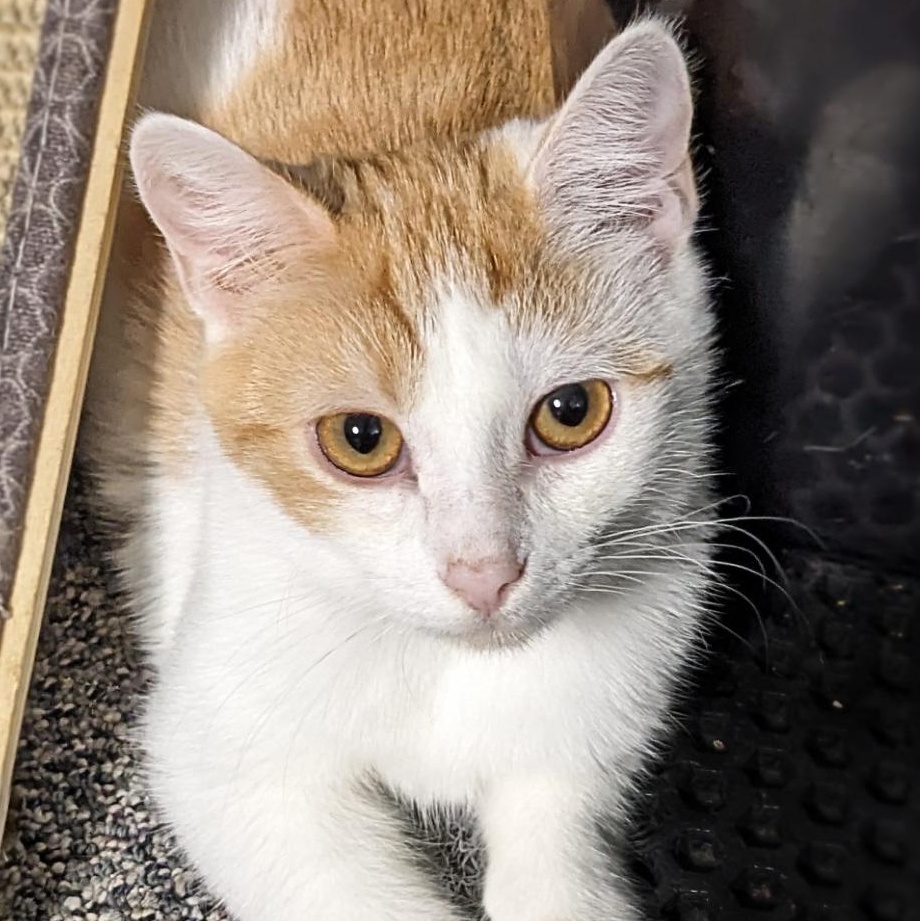 Ginny Weasley, Adoptable, Kitten Female Tabby.