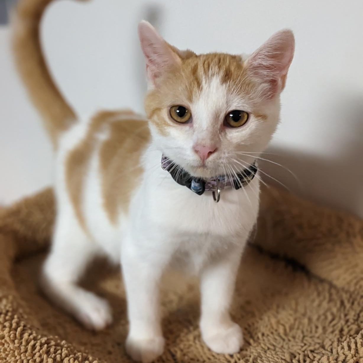 Enlarge Ginny Weasley, a Adoptable Tabby in Shippenville, PA image 4/5