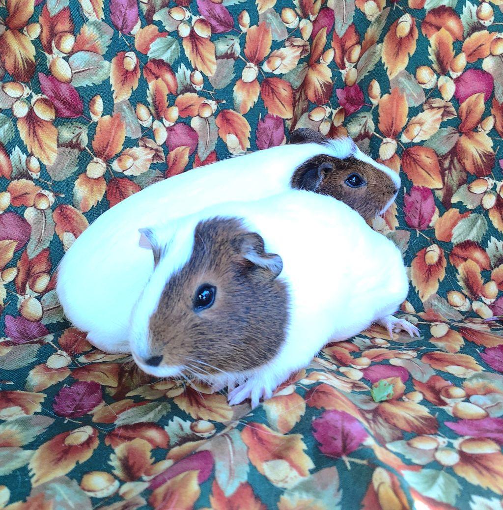 Enlarge Miss Piggywinkle/Hunca Munca, a ADOPTABLE Short-Haired in Goleta, CA image 1/1