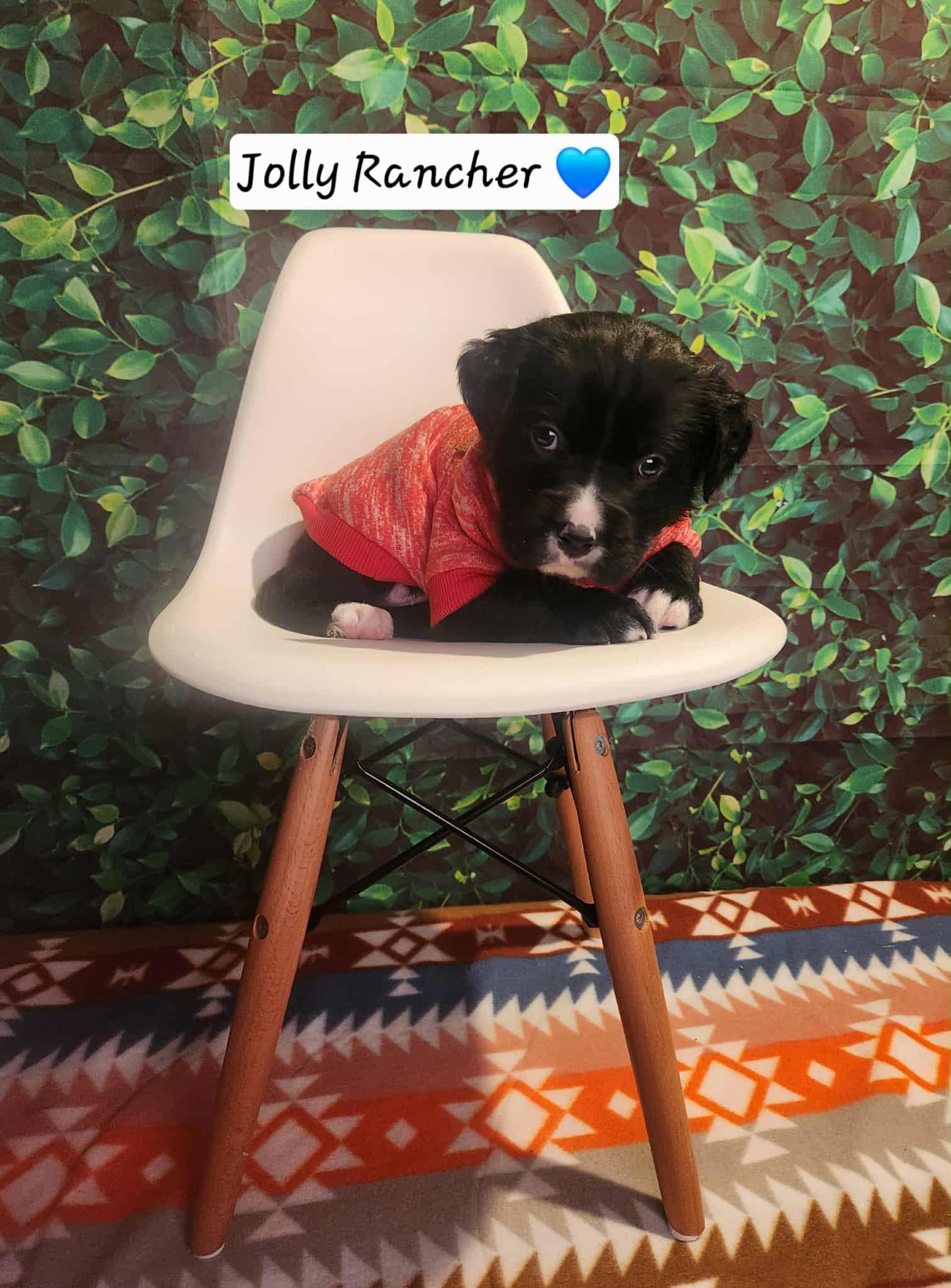 Jolly Rancher BH, a Adoptable Mixed Breed in Clinton, MI image 1/3