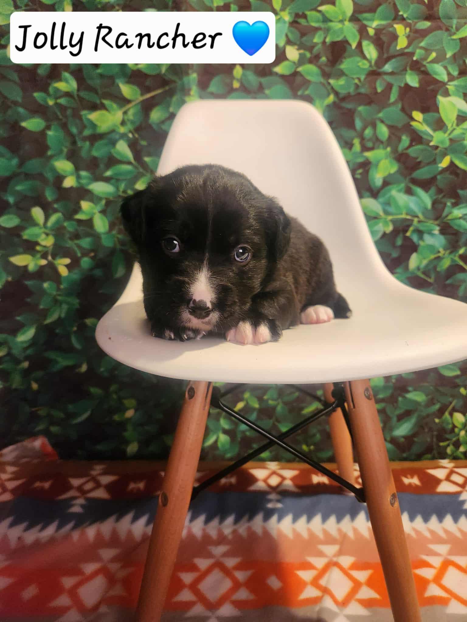 Jolly Rancher BH, a Adoptable Mixed Breed in Clinton, MI image 2/3