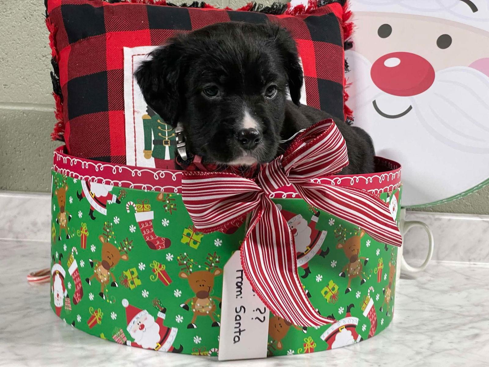 Jolly Rancher BH, a Adoptable Mixed Breed in Clinton, MI image 3/3