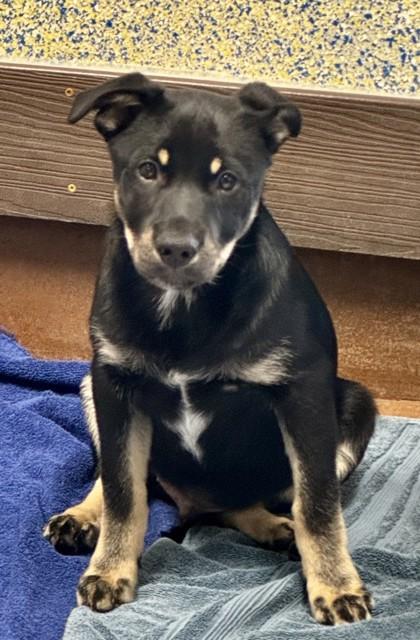 Enlarge Legs, a Adopted Mixed Breed in Stanwood, WA image 1/1