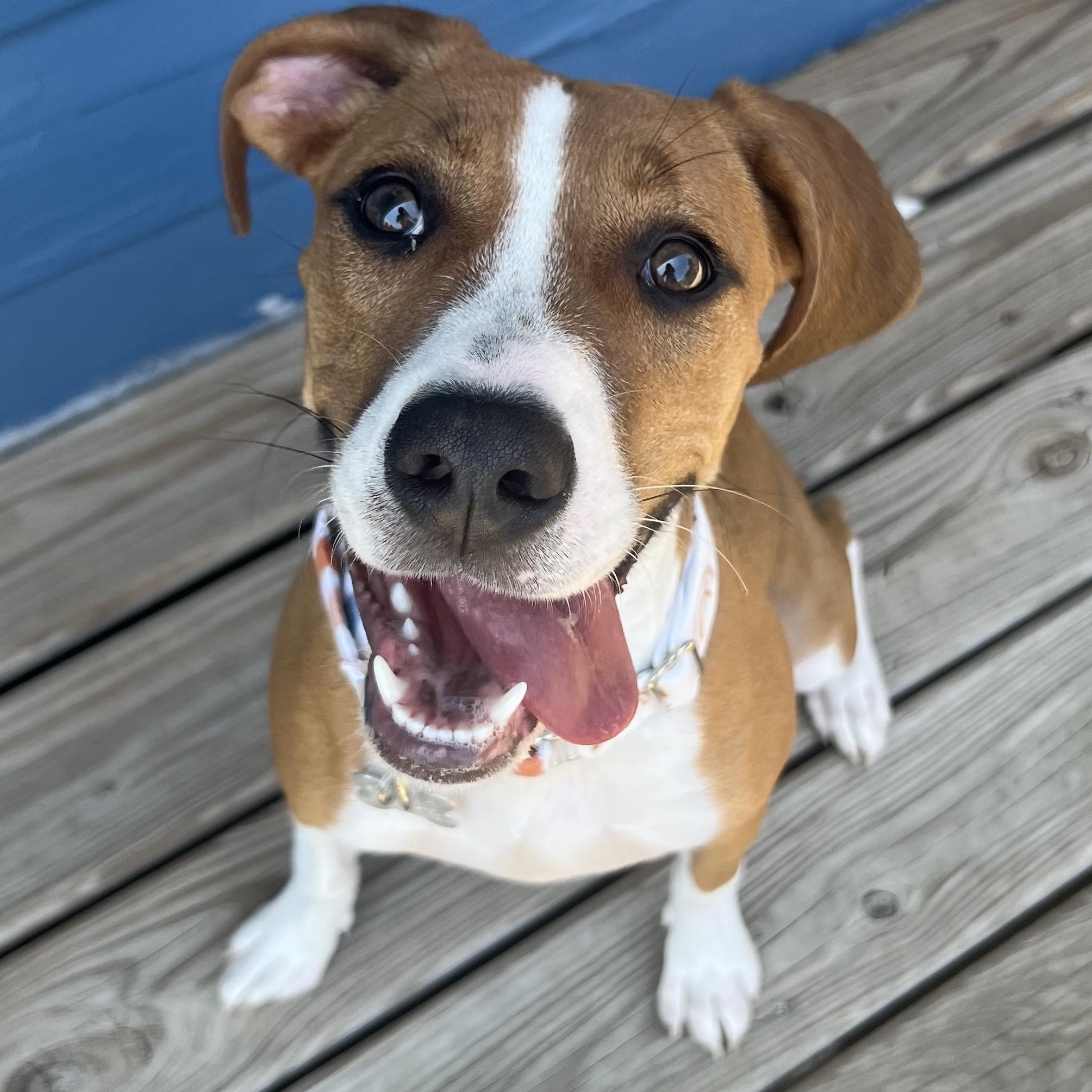 Benson, an adoptable mixed breed in Palatine, IL image 1/6