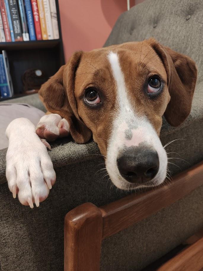 Benson, an adoptable mixed breed in Palatine, IL image 2/6