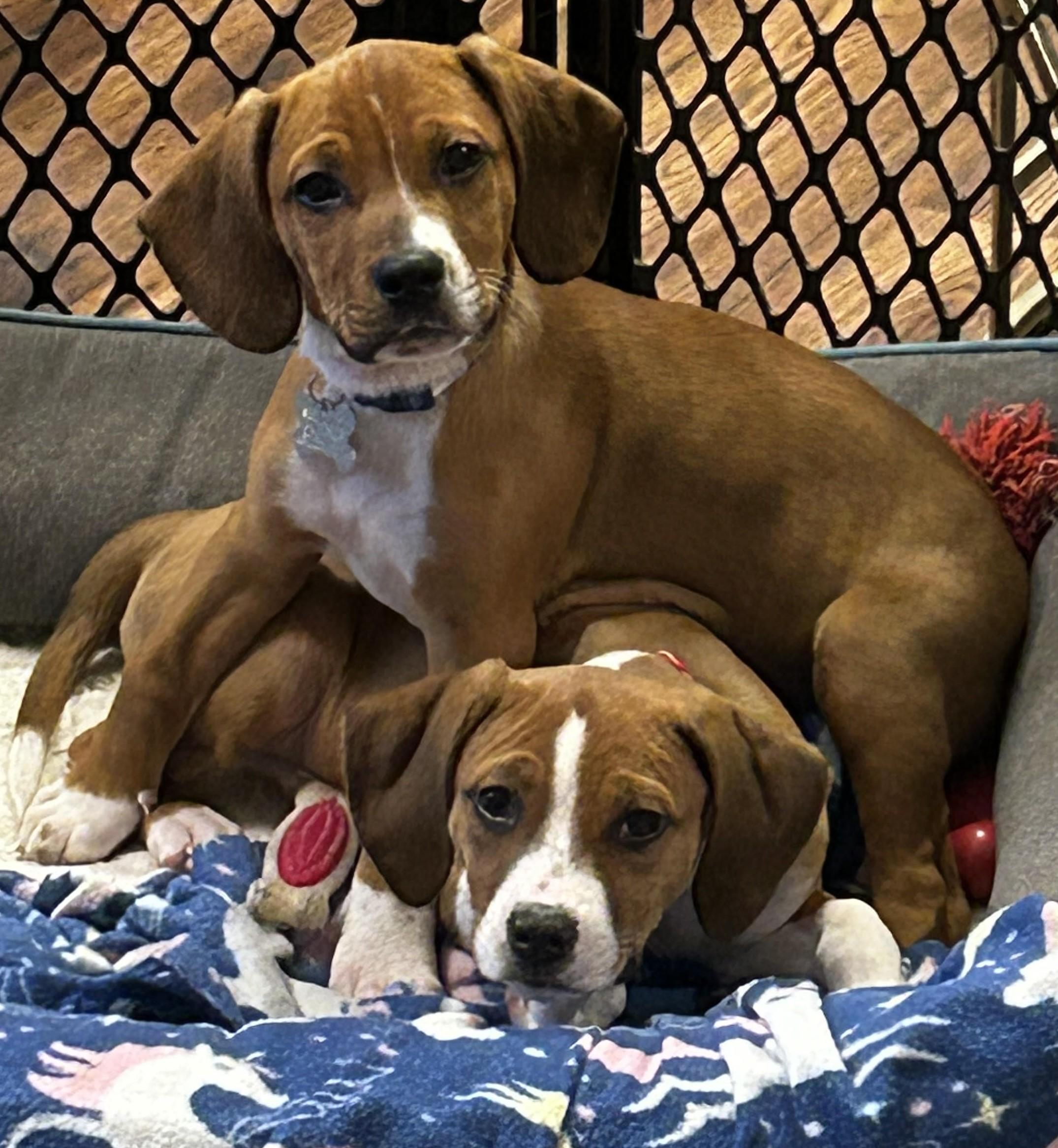 Enlarge Benson, an adopted mixed breed in Palatine, IL image 3/3