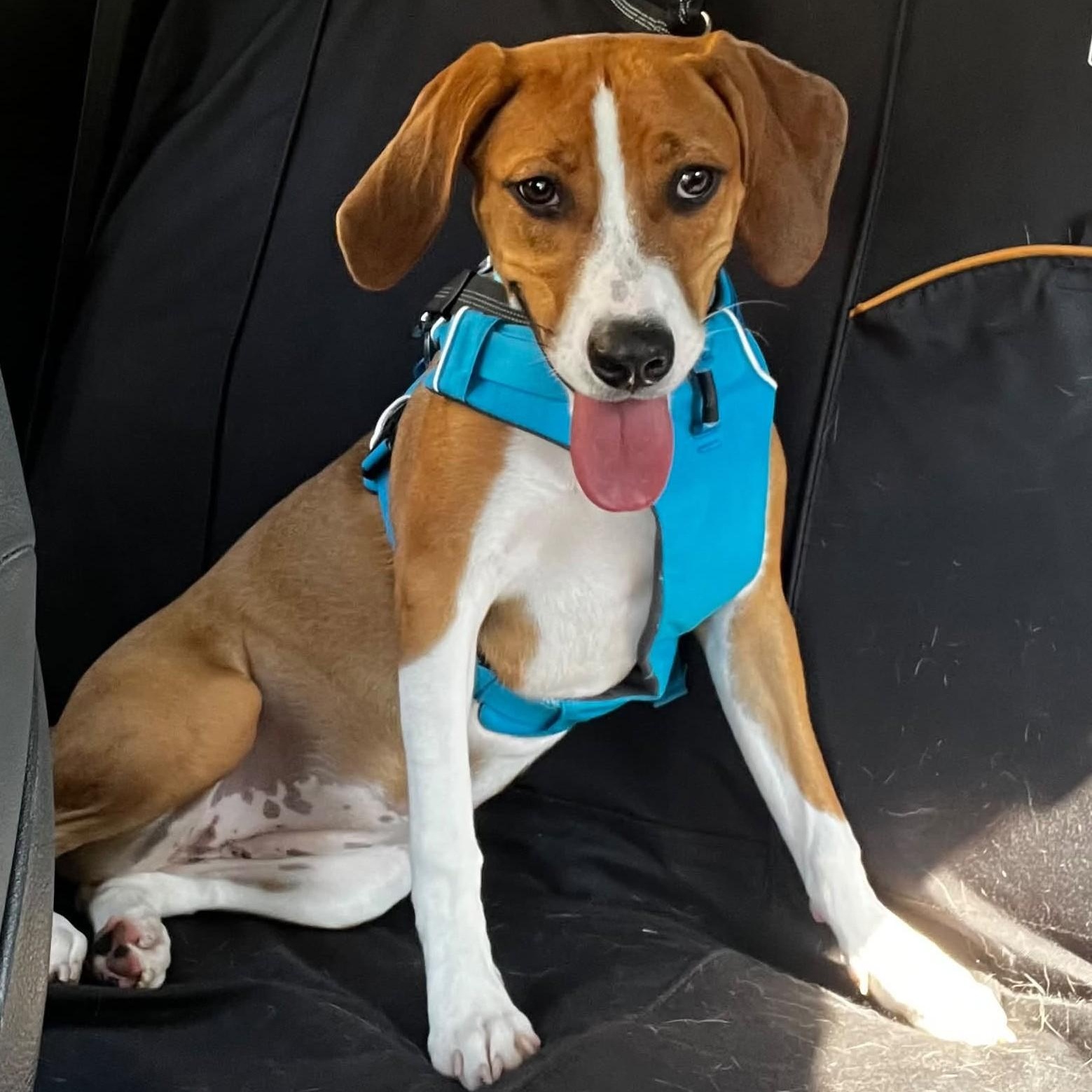 Benson, an adoptable mixed breed in Palatine, IL image 6/6