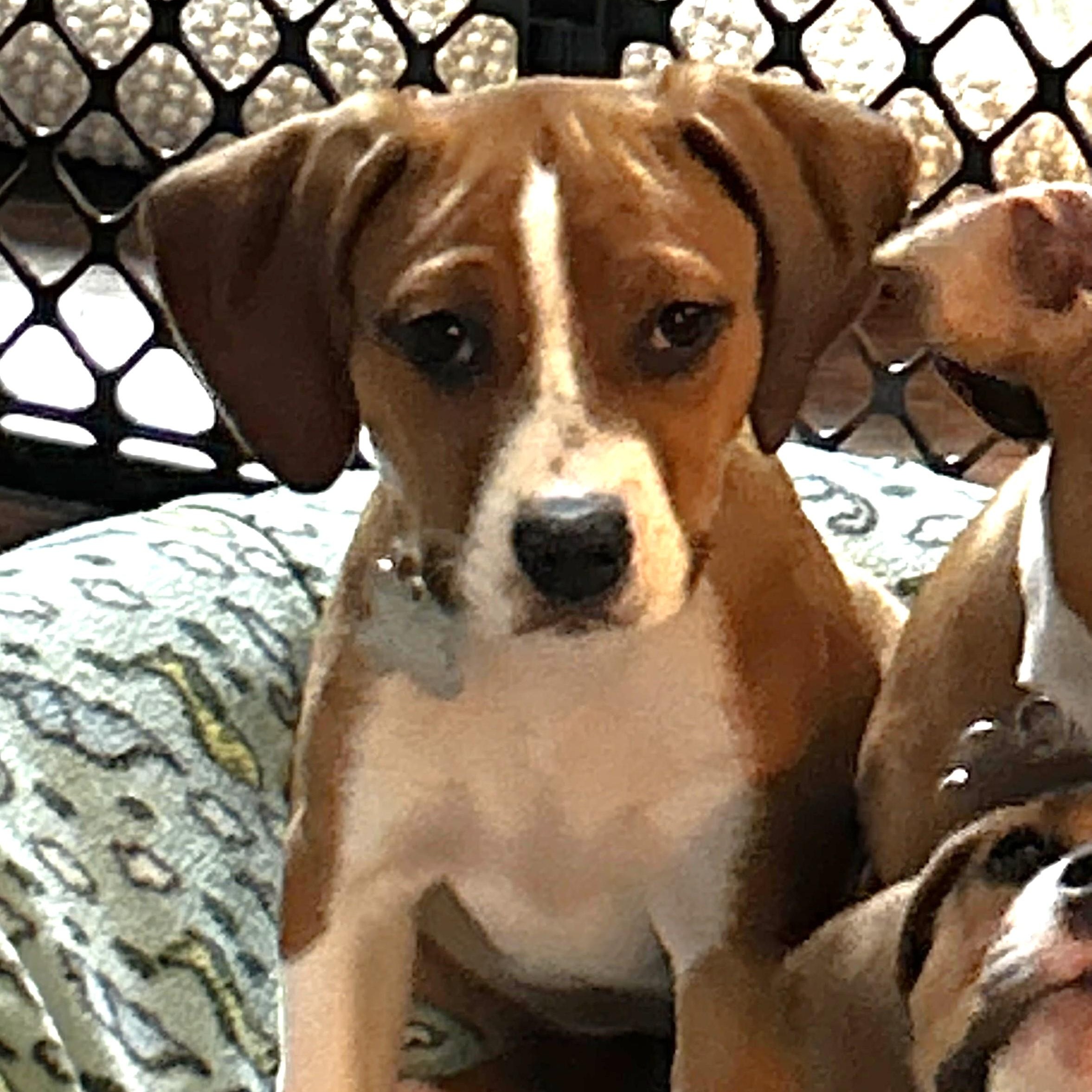 Enlarge Benson, an adopted mixed breed in Palatine, IL image 1/3