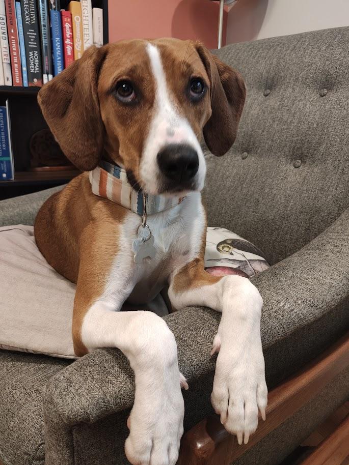 Benson, an adoptable mixed breed in Palatine, IL image 4/6