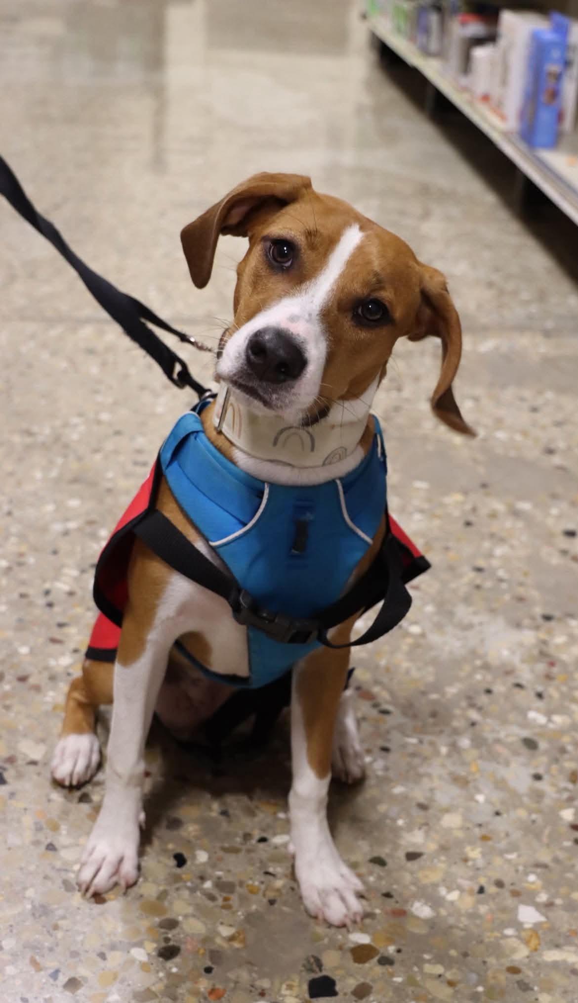 Benson, an adoptable mixed breed in Palatine, IL image 3/6