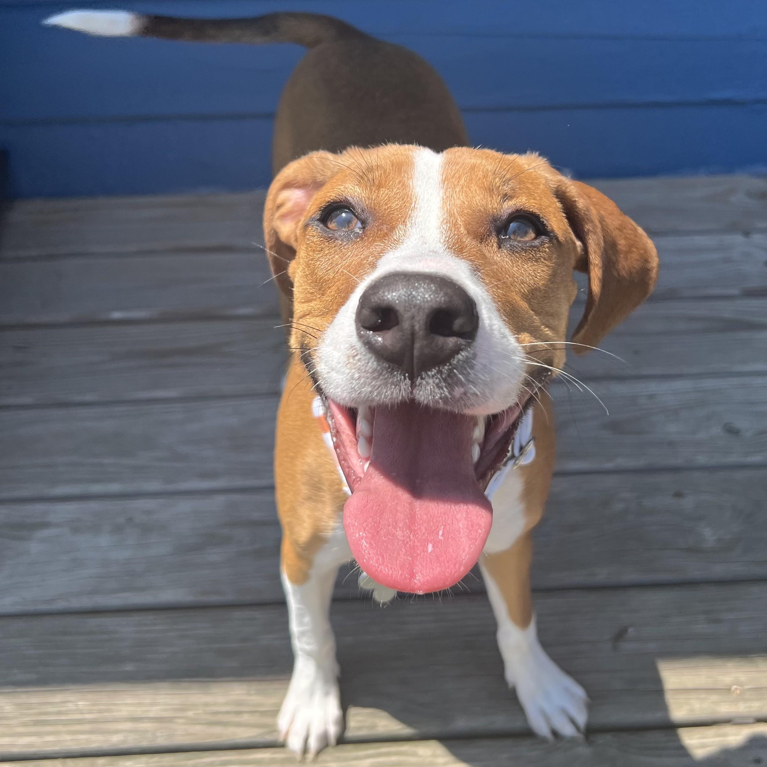 Benson, an adoptable mixed breed in Palatine, IL image 5/6