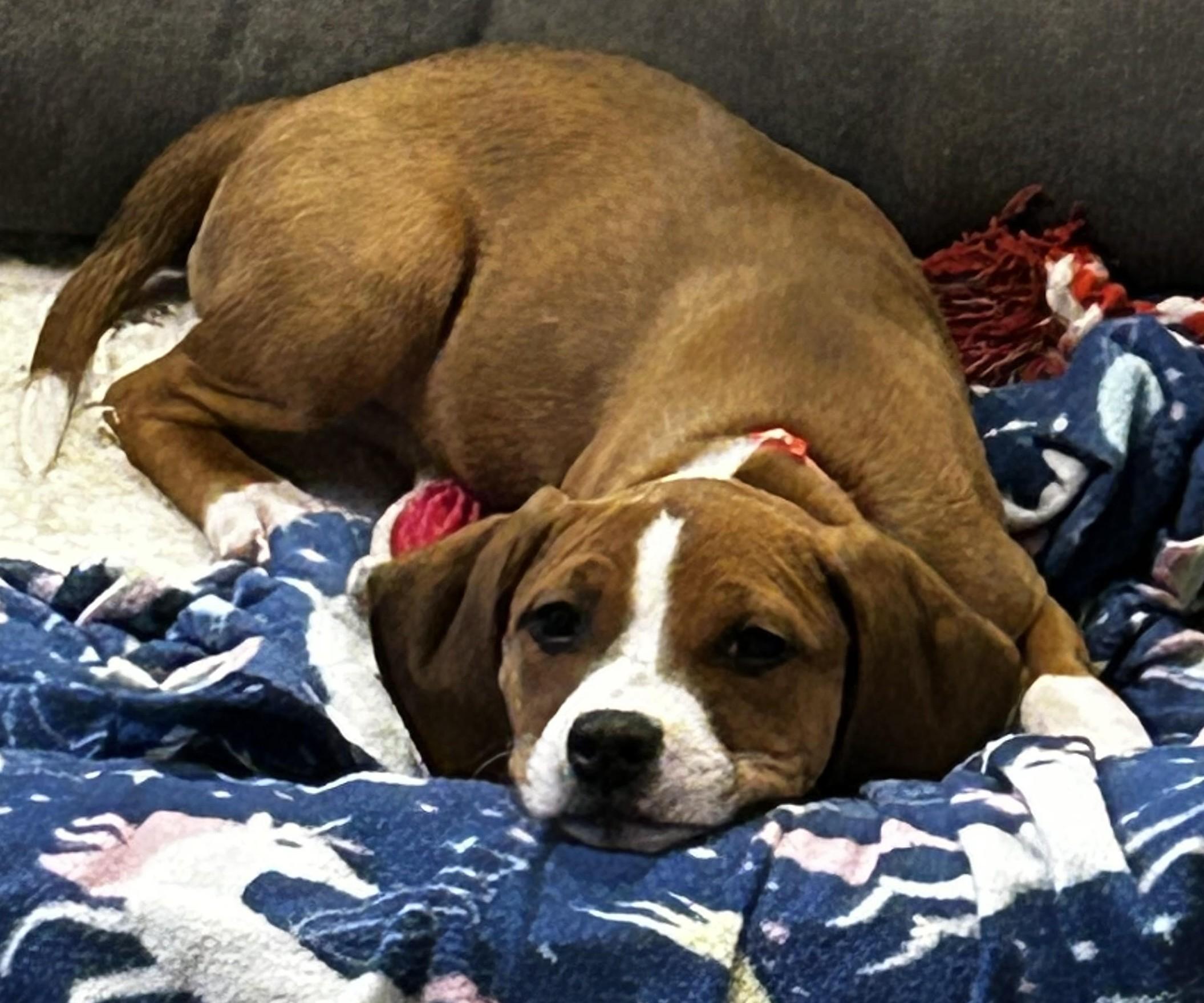 Enlarge Benson, an adopted mixed breed in Palatine, IL image 2/3