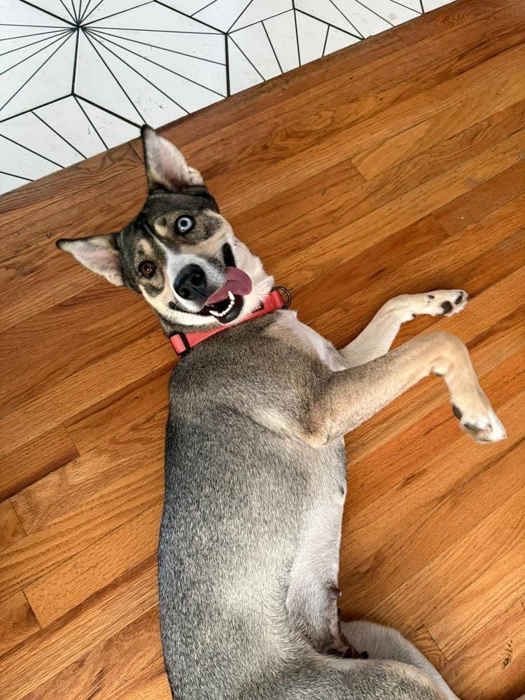 Riley, Adoptable, Adult Female Husky.