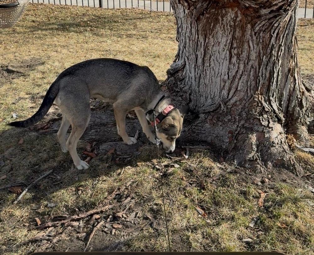 Enlarge Riley, a Adoptable mixed breed in Colorado Springs, CO image 2/6