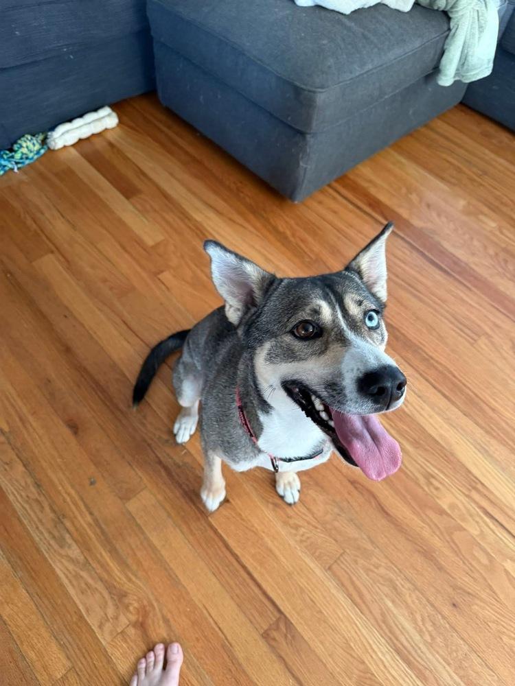 Enlarge Riley, a Adoptable mixed breed in Colorado Springs, CO image 3/6