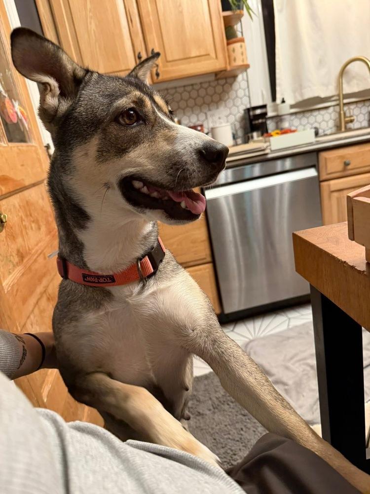 Enlarge Riley, a Adoptable mixed breed in Colorado Springs, CO image 4/6