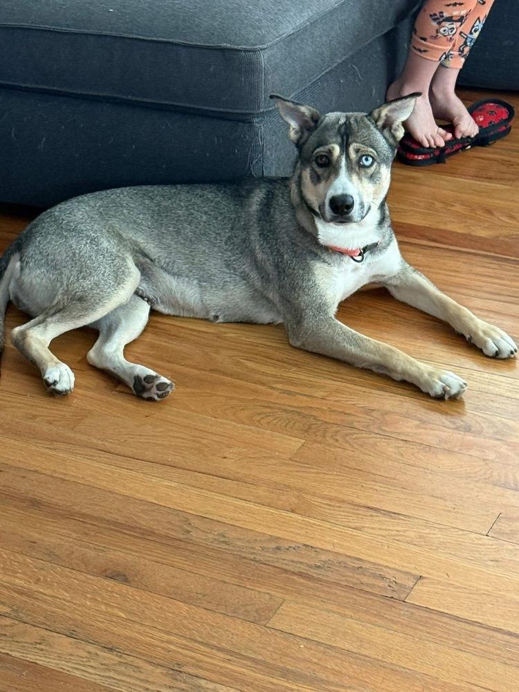 Enlarge Riley, a Adoptable mixed breed in Colorado Springs, CO image 5/6