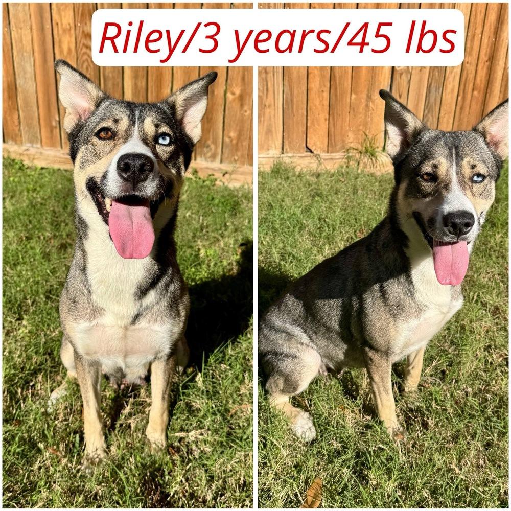 Enlarge Riley, a Adoptable mixed breed in Colorado Springs, CO image 6/6