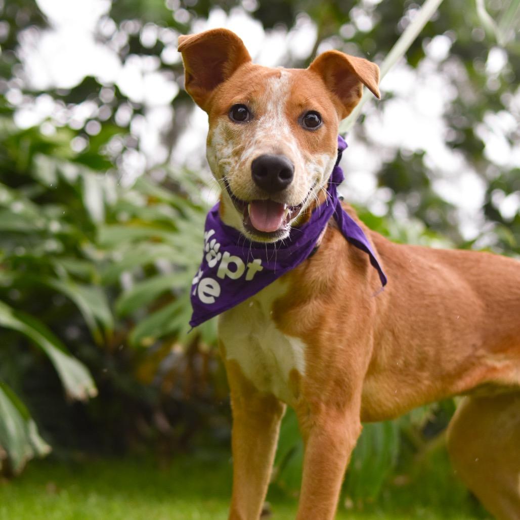 Scarlet, Adoptable, Young Female Mixed Breed.
