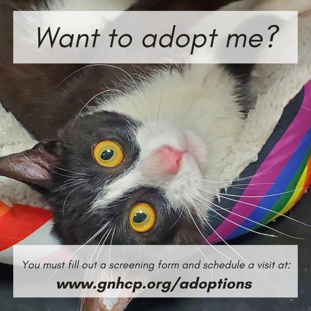 Spencer, a ADOPTABLE Domestic Short Hair in New Haven, CT image 2/2