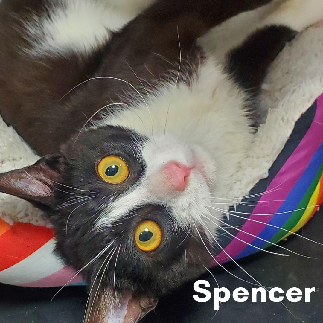 Spencer, ADOPTABLE, Young Male Domestic Short Hair.