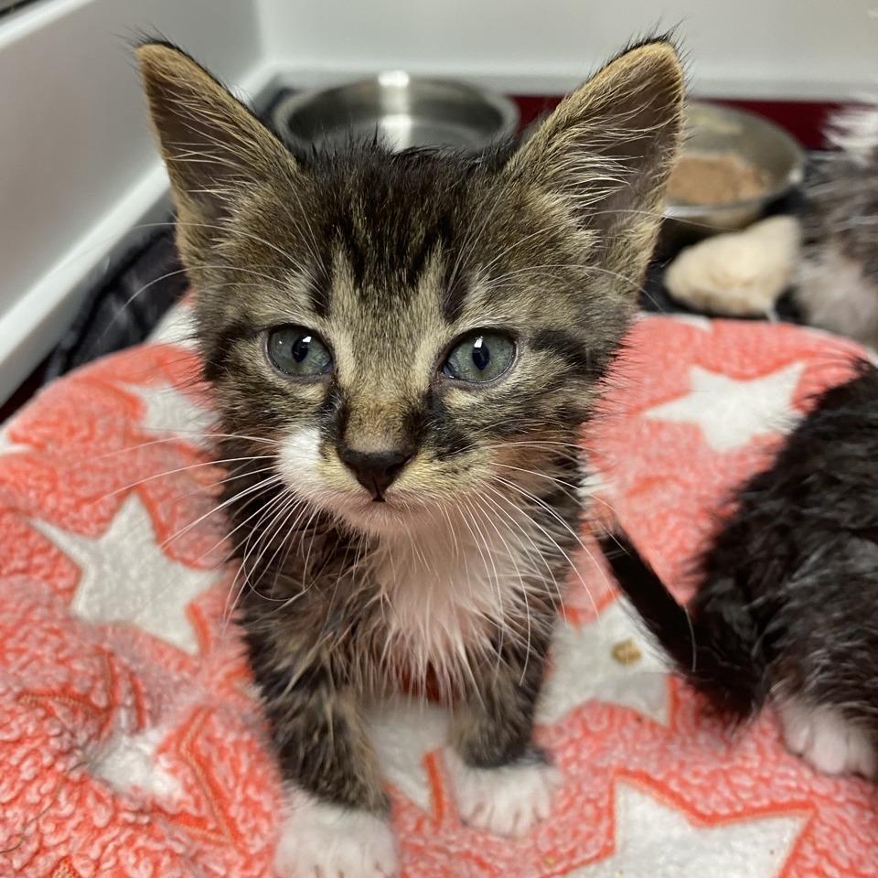 Jett, Adoptable, Kitten Male Domestic Short Hair.