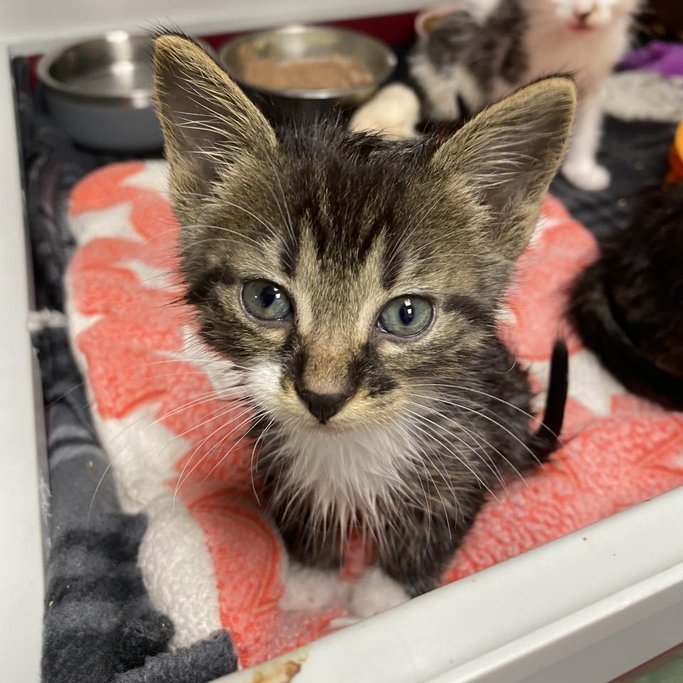 Enlarge Jett, a Adoptable Domestic Short Hair in Norfolk, NE image 2/2