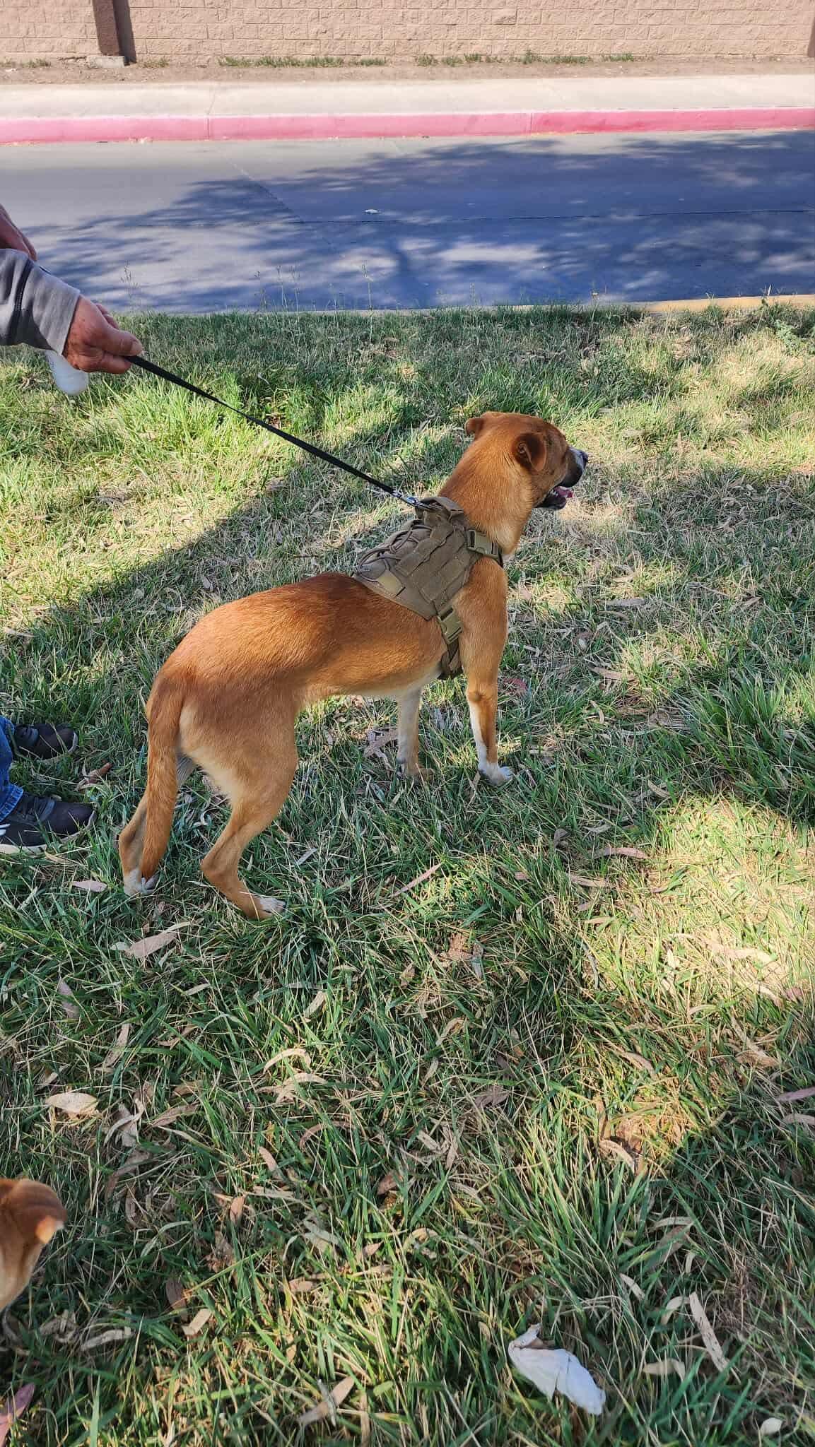 Enlarge Valentin, a Adoptable Mixed Breed in Puyallup, WA image 4/6