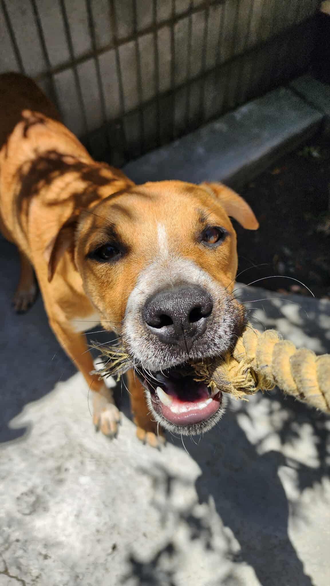 Enlarge Valentin, a Adoptable Mixed Breed in Puyallup, WA image 3/6