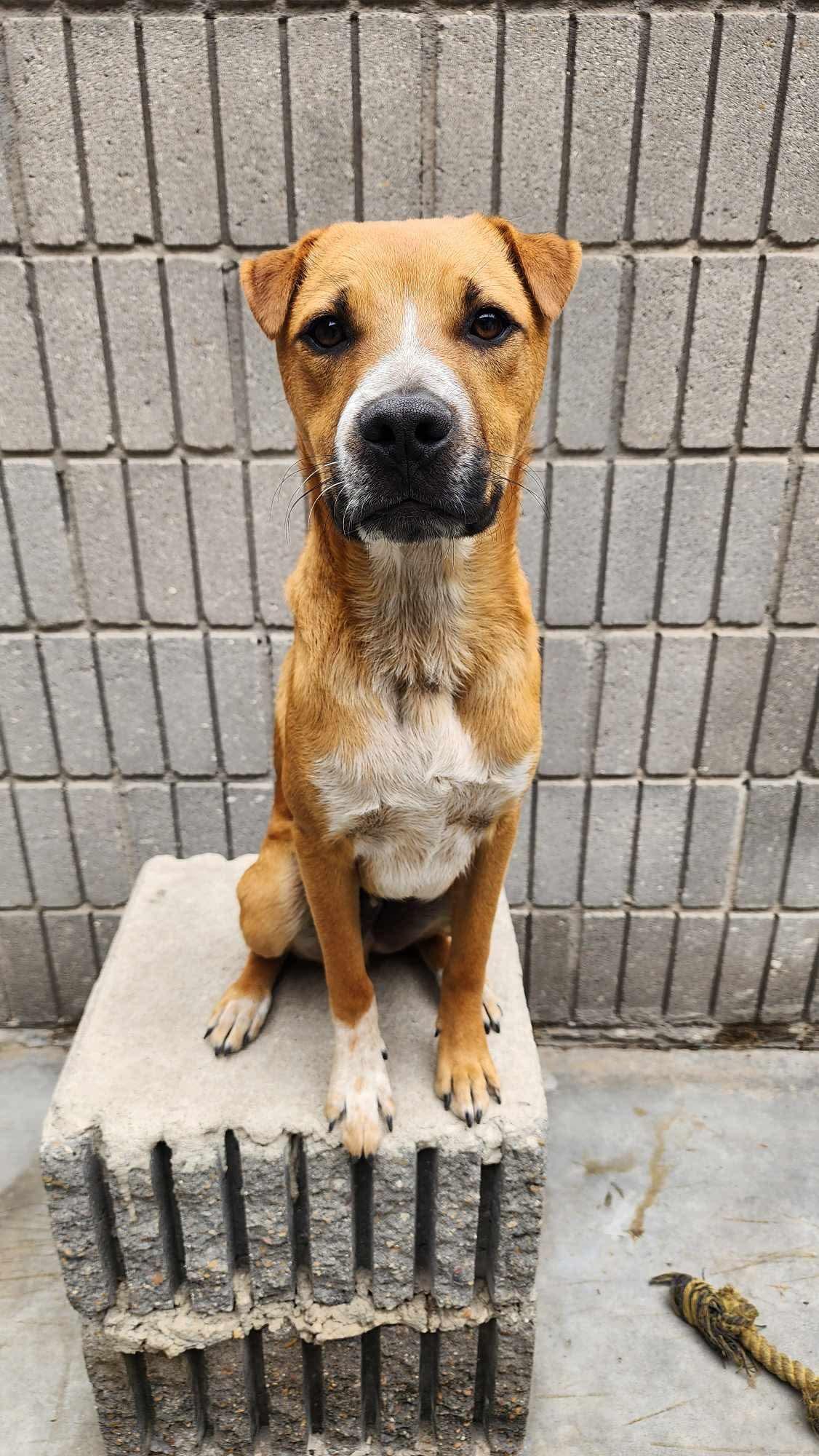 Enlarge Valentin, a Adoptable Mixed Breed in Puyallup, WA image 6/6