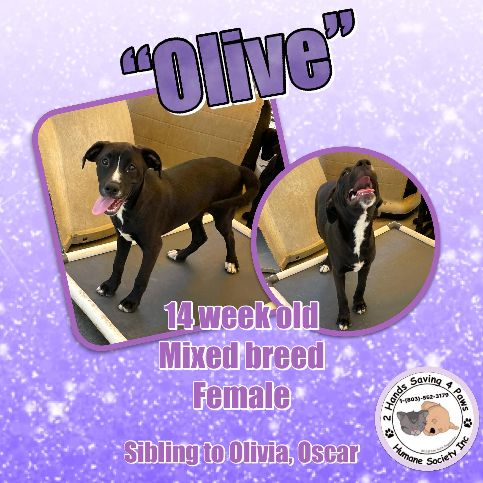 Olive