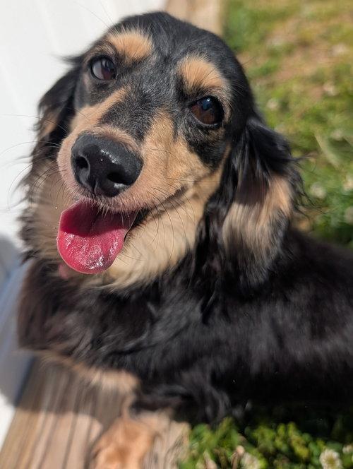 Enlarge Skylar in TN, a ADOPTABLE Dachshund (Long Haired) in Alcoa, TN image 5/5